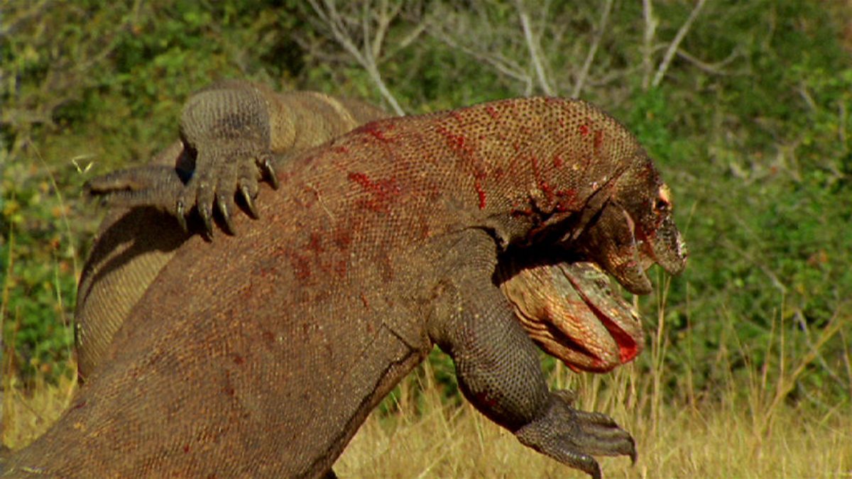 BBC Two - Natural World, 2011-2012, Komodo - Secrets of the Dragon, Fighting dragons