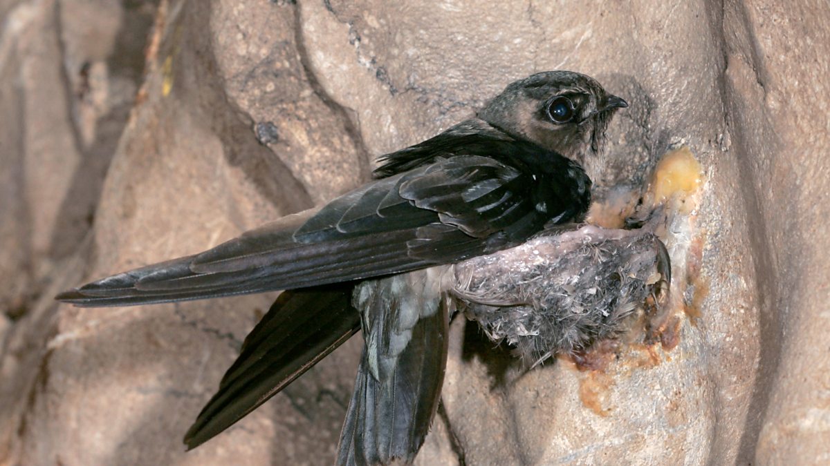 BBC Radio 4 Tweet of the Day, BlackNest Swiftlet