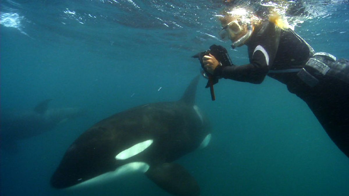Bbc Two Natural World 2011 2012 The Woman Who Swims With