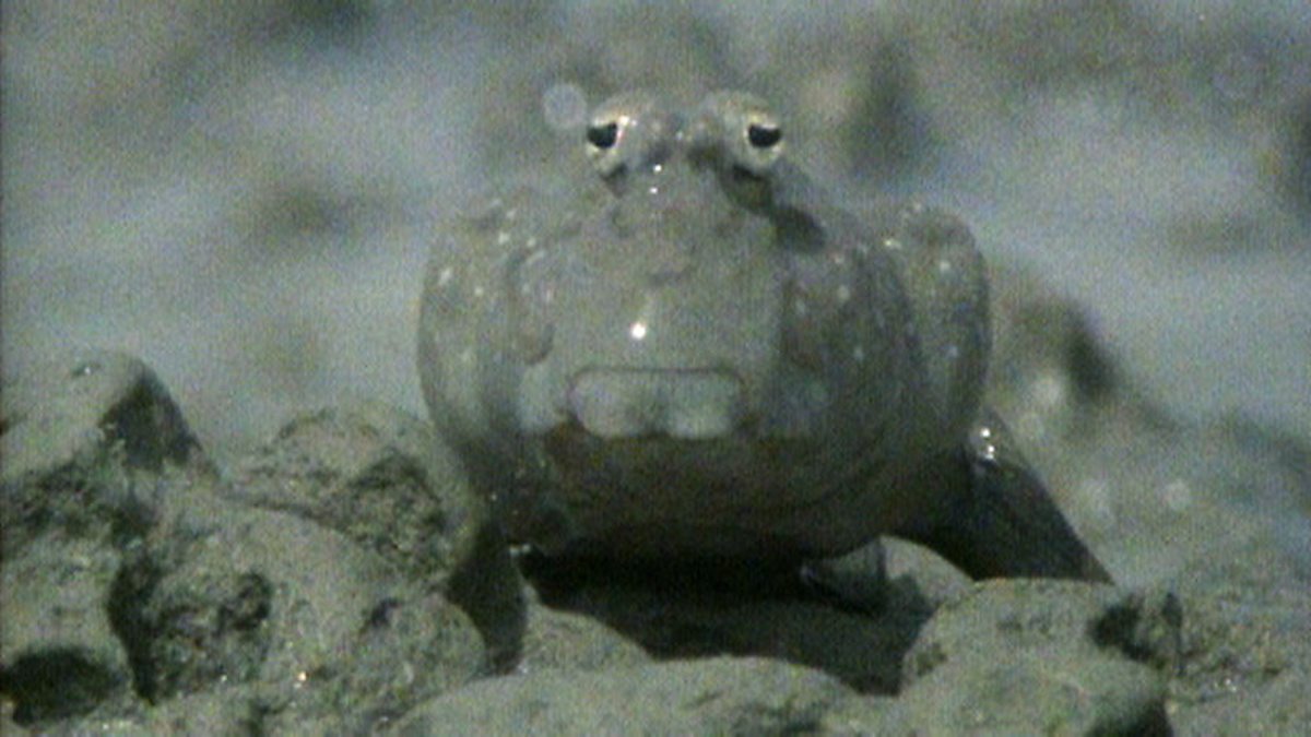 BBC Two The Living The Margins of the Land, Mud