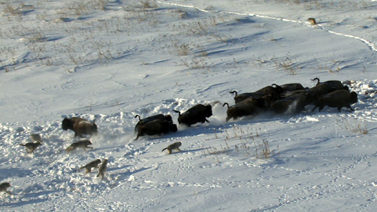 bison running from wolves