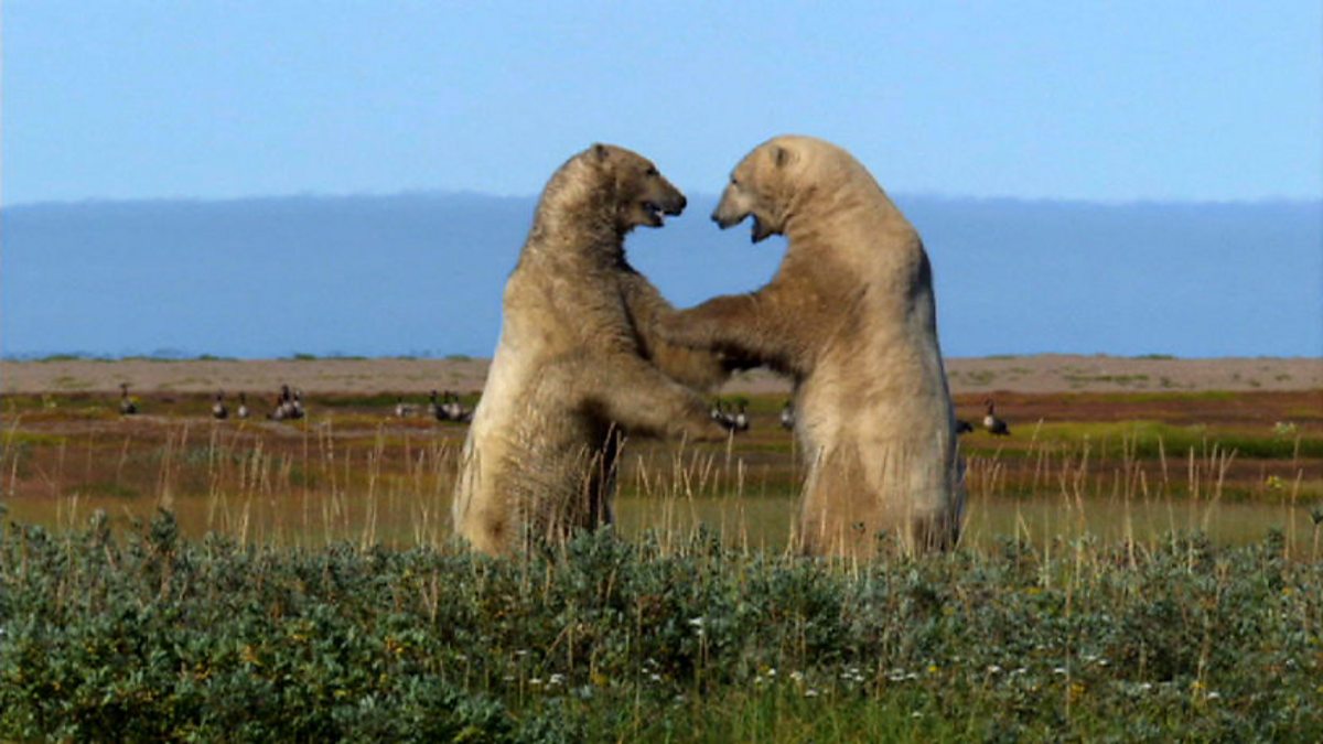 BBC One Frozen Autumn, Vegetarian bears