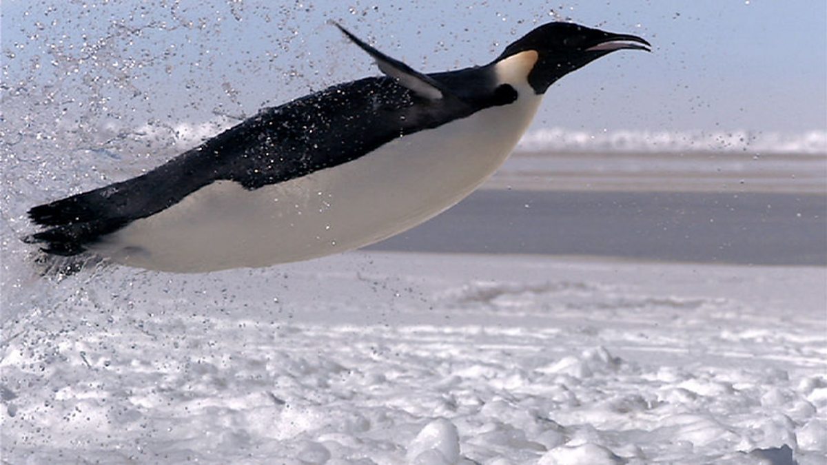 Do Penguins Fly