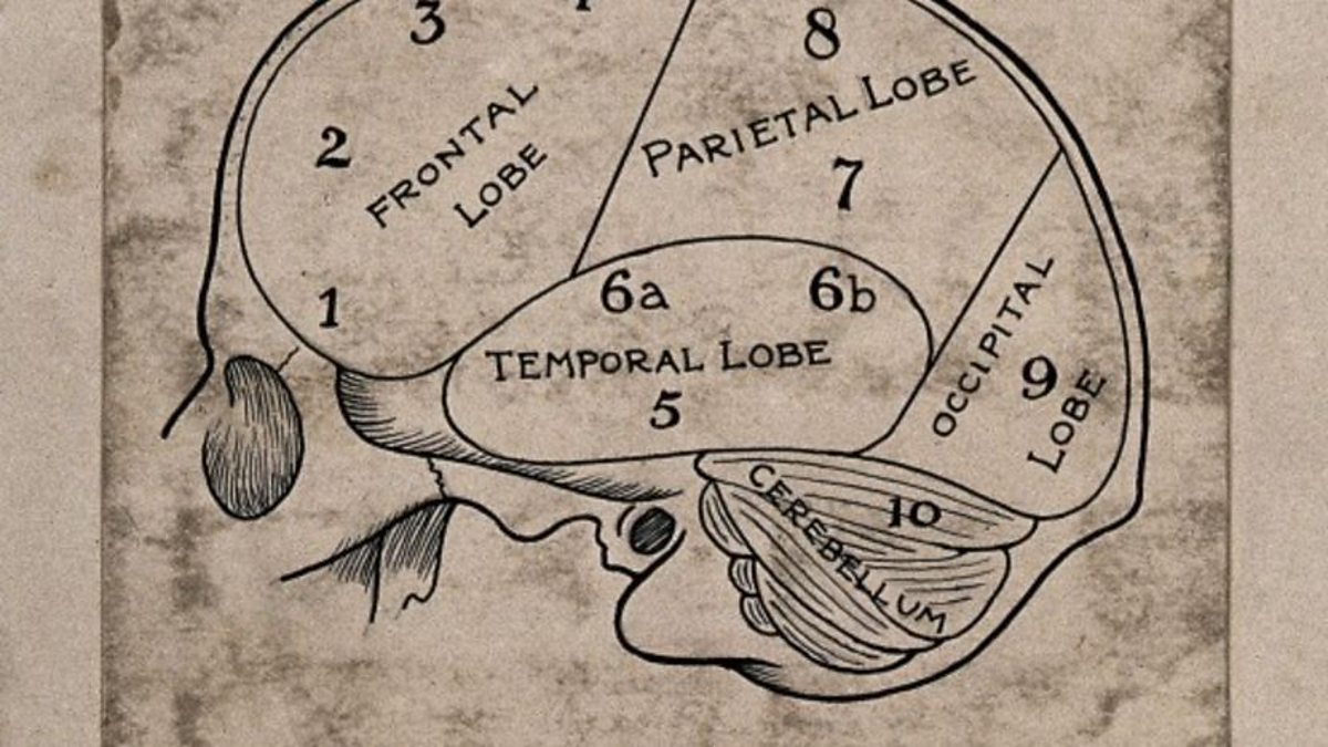 BBC Radio 4 Extra - A History of the Brain, The Beast Within, The Lobes
