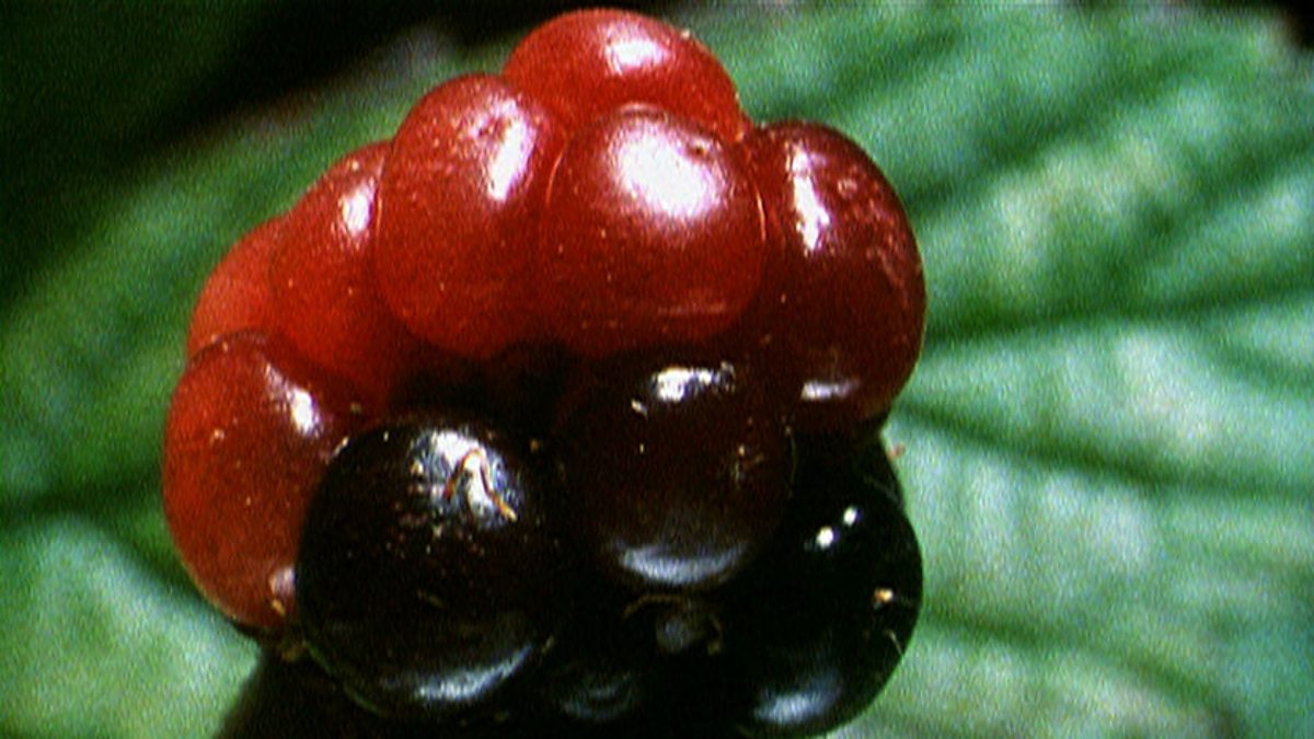 BBC Two The Private Life of Plants, Travelling, Berry delicious