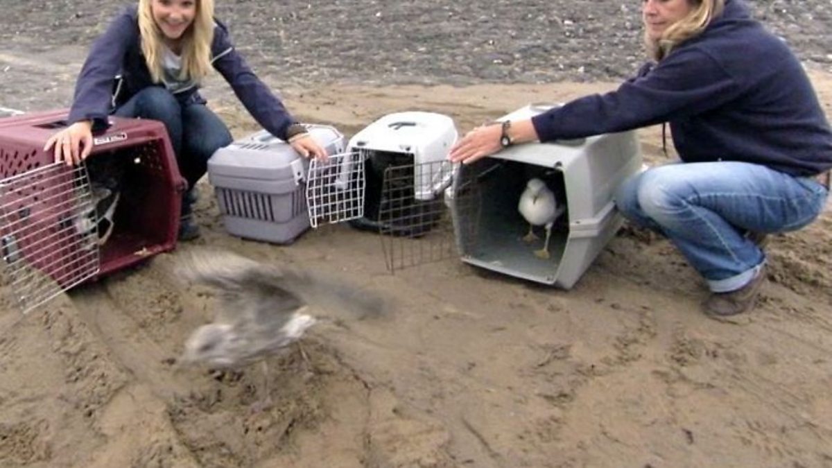 BBC One Country Tracks, Bristol Channel, Bristol Channel