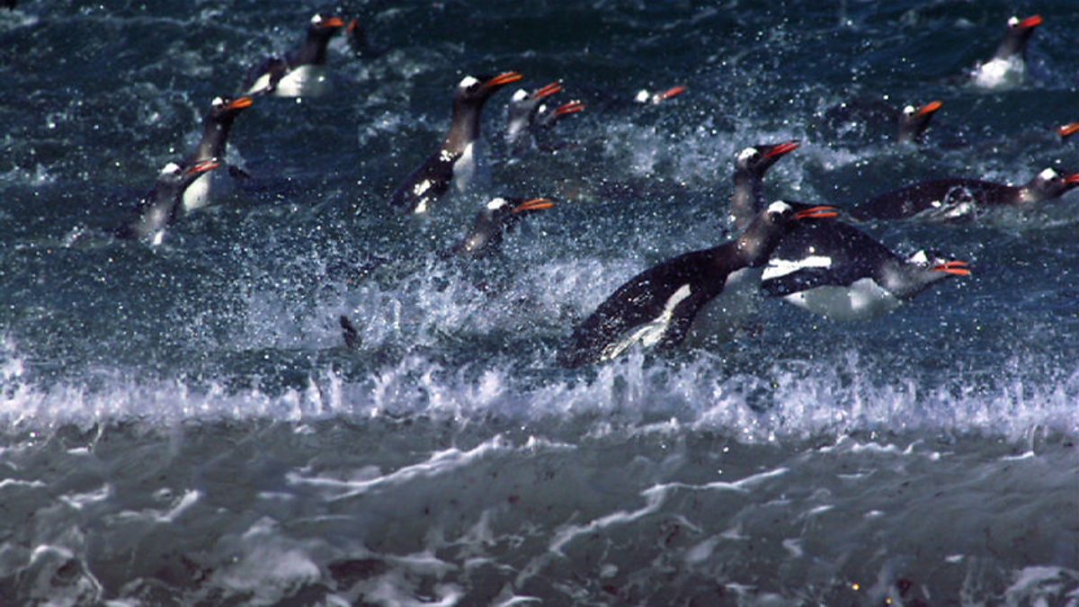 BBC One - Frozen Planet, On Thin Ice