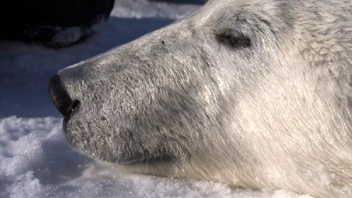 BBC One - Frozen Planet, On Thin Ice