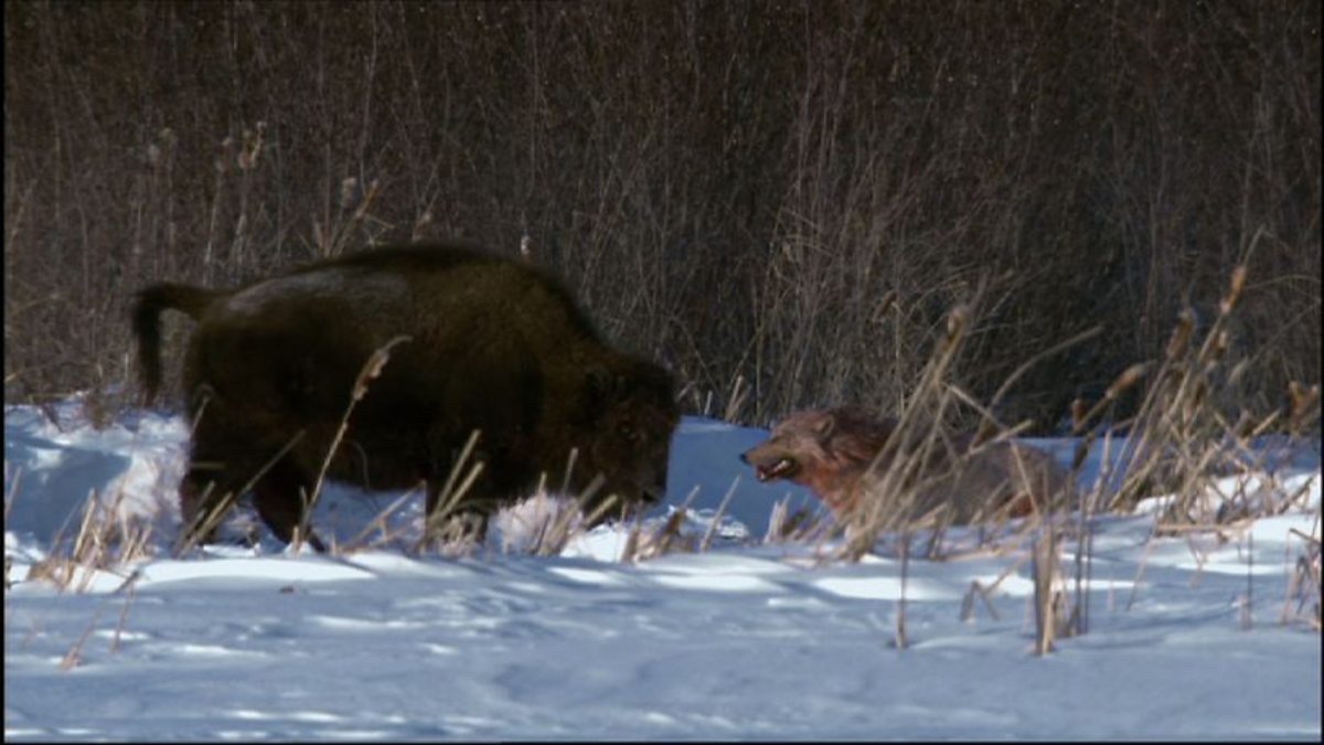 bison running from wolves