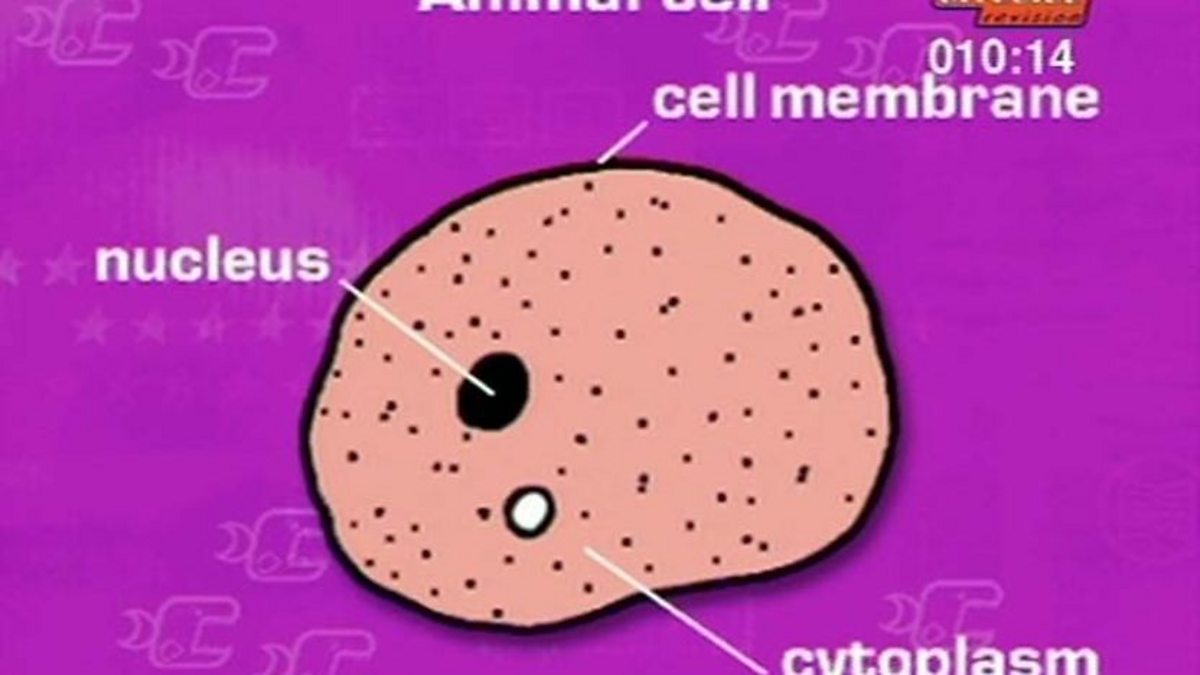 BBC Two - Key Stage Three Bitesize Revision, Science 1, Animal Cells