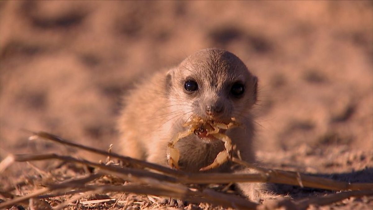 BBC One - Super Smart Animals, Episode 2, Mastering A Menu