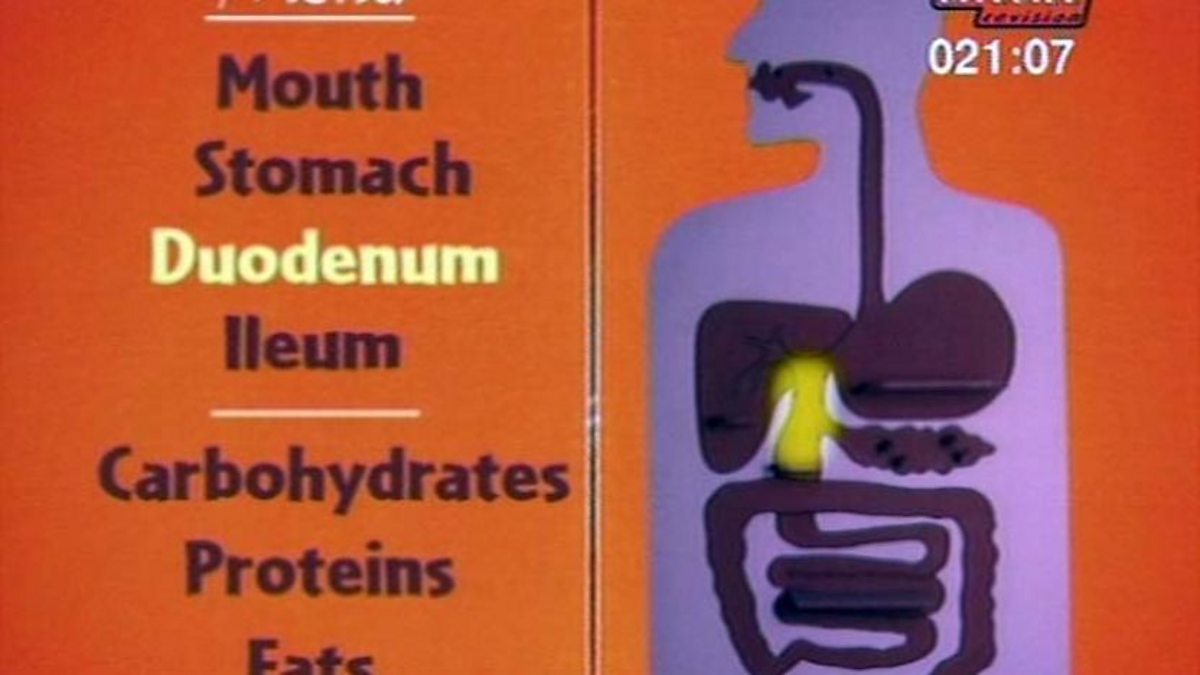 BBC Two Key Stage Three Bitesize Revision, Science 1, Digestion in