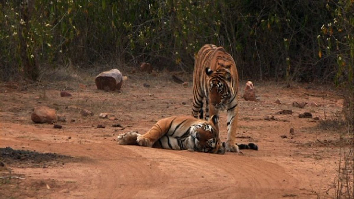 BBC Two - Natural World, 2011-2012, Tiger Dynasty, Pair bonding