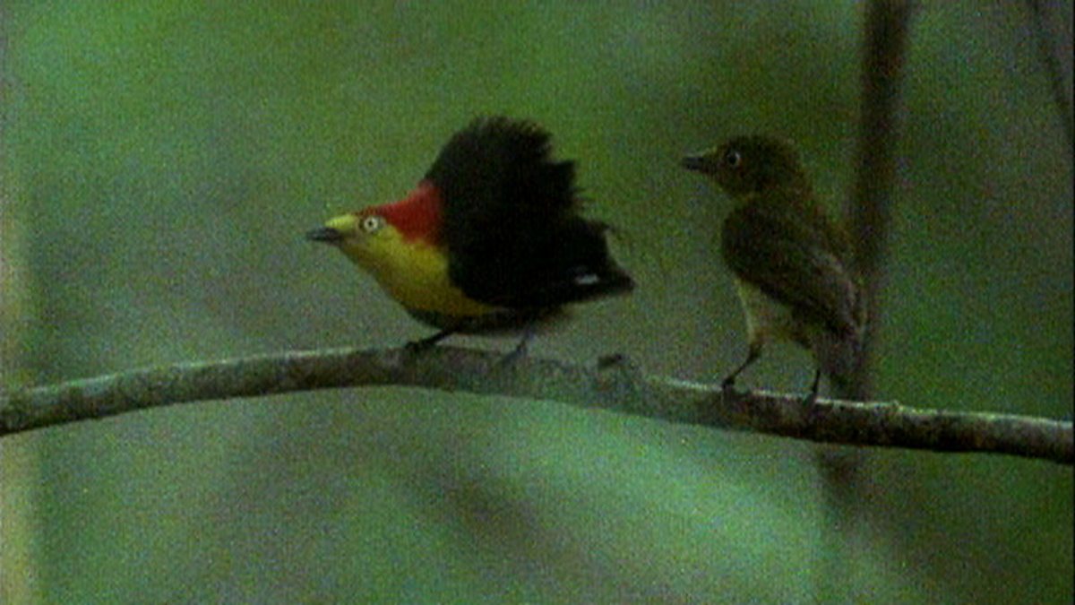 BBC Two The Trials of Life, Courting, Manakin Mating Dance
