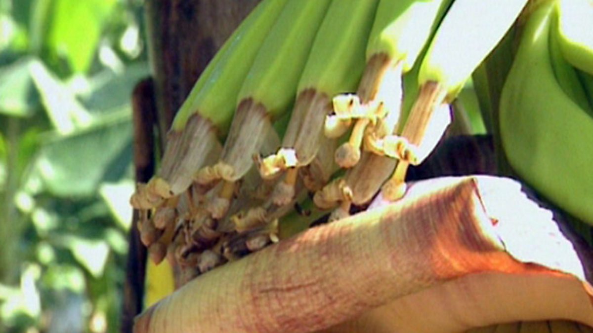 BBC Two KS1 Science Clips, Growing Plants, Life Cycle of a Banana