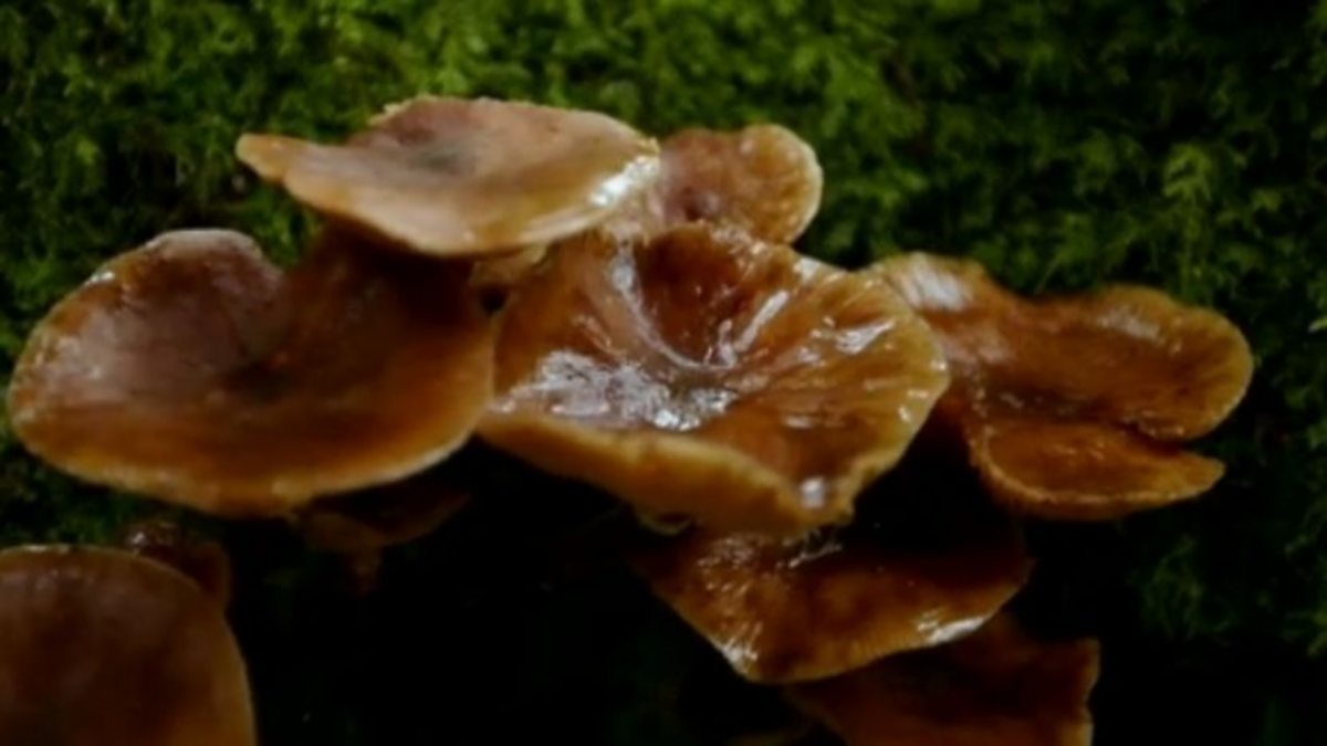 BBC Two - Our Food, West of Scotland, James Wong and Scottish Mushrooms