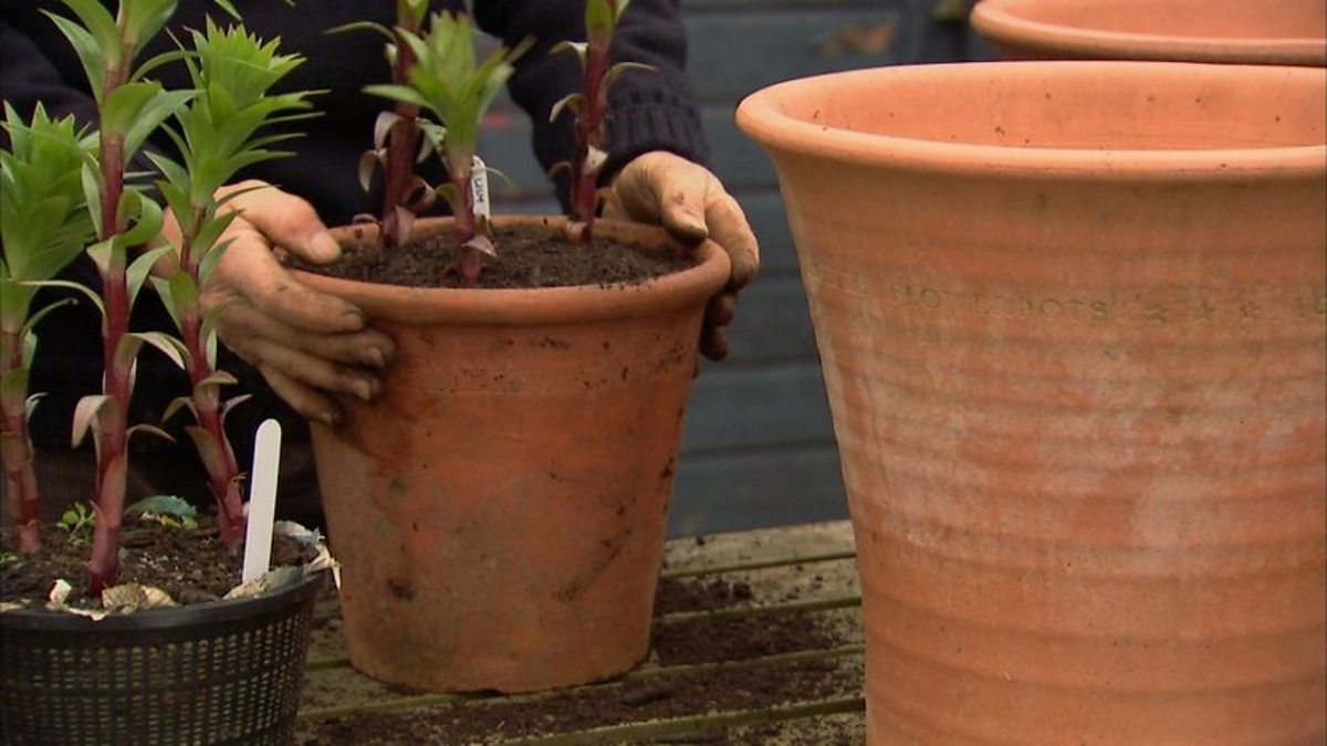 BBC Two Gardeners' World, 2012, Episode 8, Growing lilies in plunge pots