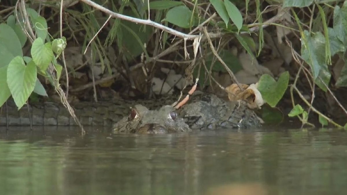 Bbc One Planet Earth Live Series 1 Episode 2 Giant River Otter Family Vs Black Caiman