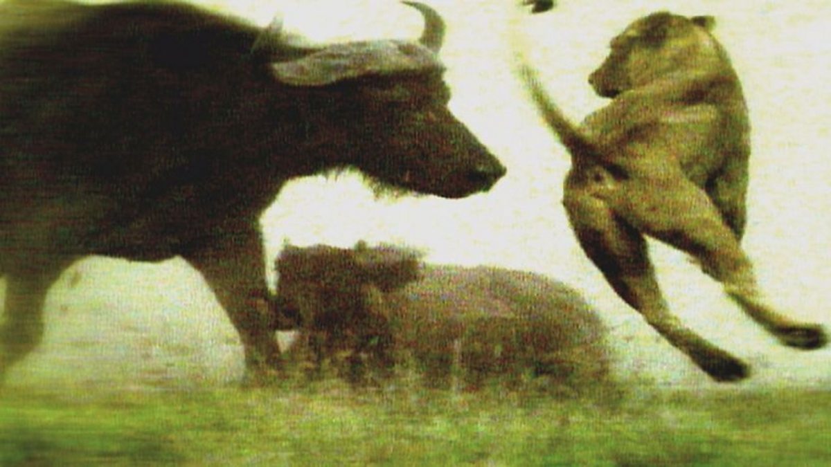 BBC One - Planet Earth Live, Series 1, Episode 5, Lions vs Buffalo