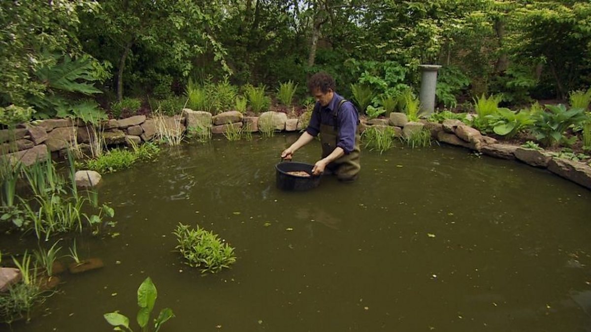 BBC Two Gardeners' World, 2012, Episode 10, Waterlilies