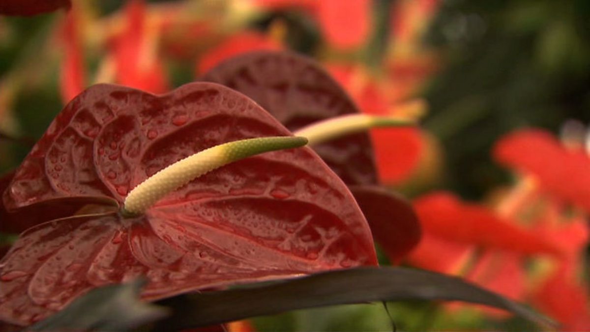 BBC Two RHS Chelsea Flower Show, 2012, Episode 3, A touch of the tropics