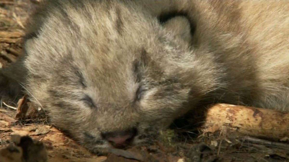 BBC Two | Secrets of our Living Planet: A newborn lynx (clip)