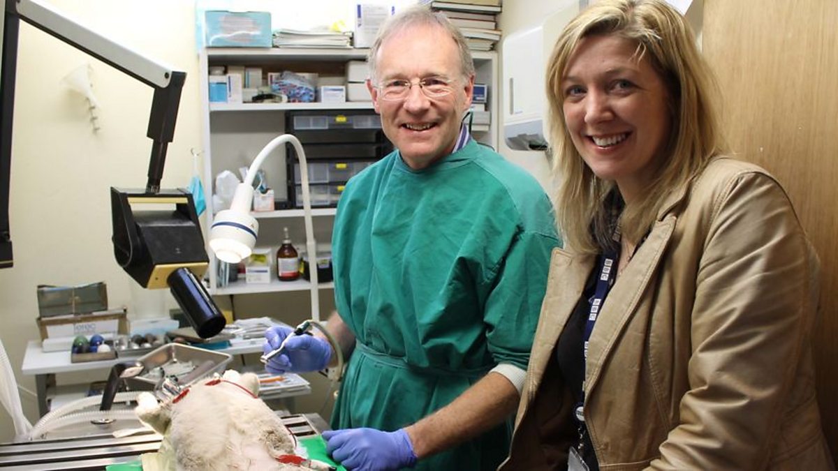 BBC Radio Ulster The Pet Set, Episode 3, The Pet Set