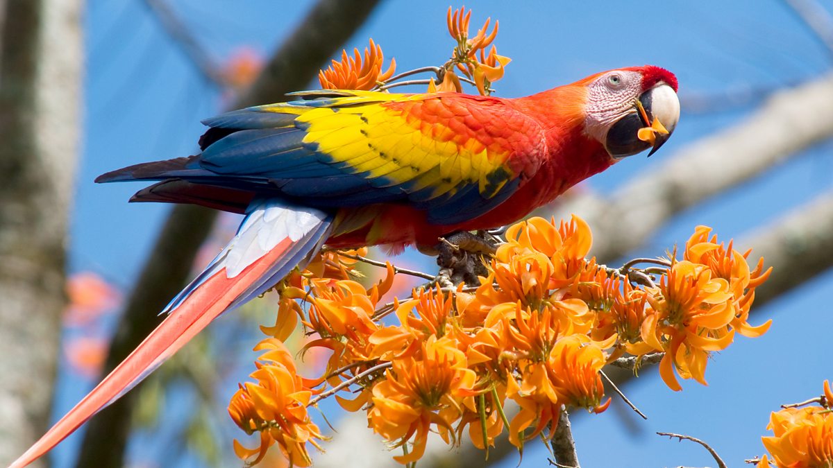 Bbc Radio 4 Tweet Of The Day Scarlet Macaw 