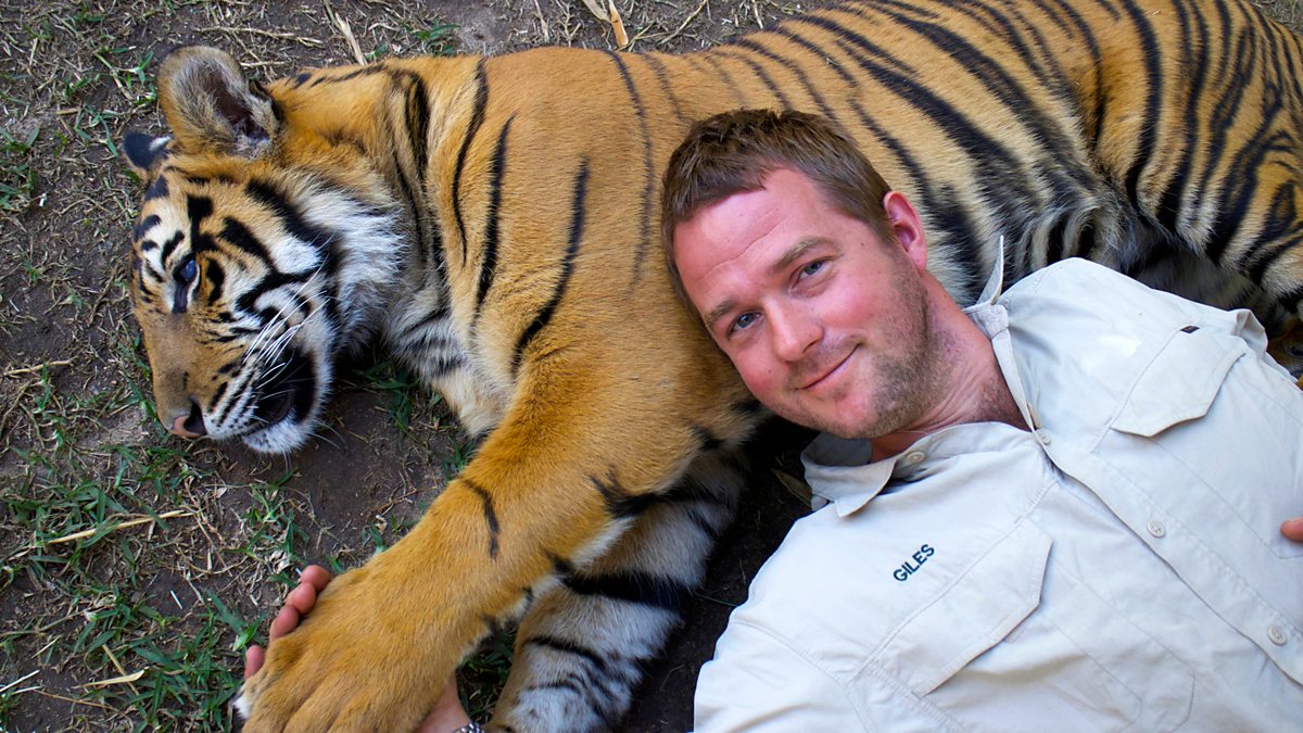 BBC Two Tigers about the House Episode guide