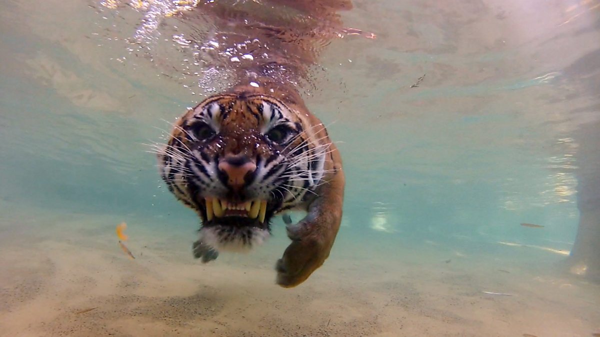 tiger underwater