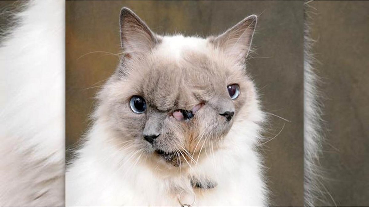 BBC Radio 5 Live In Short, World's oldest twofaced cat dies