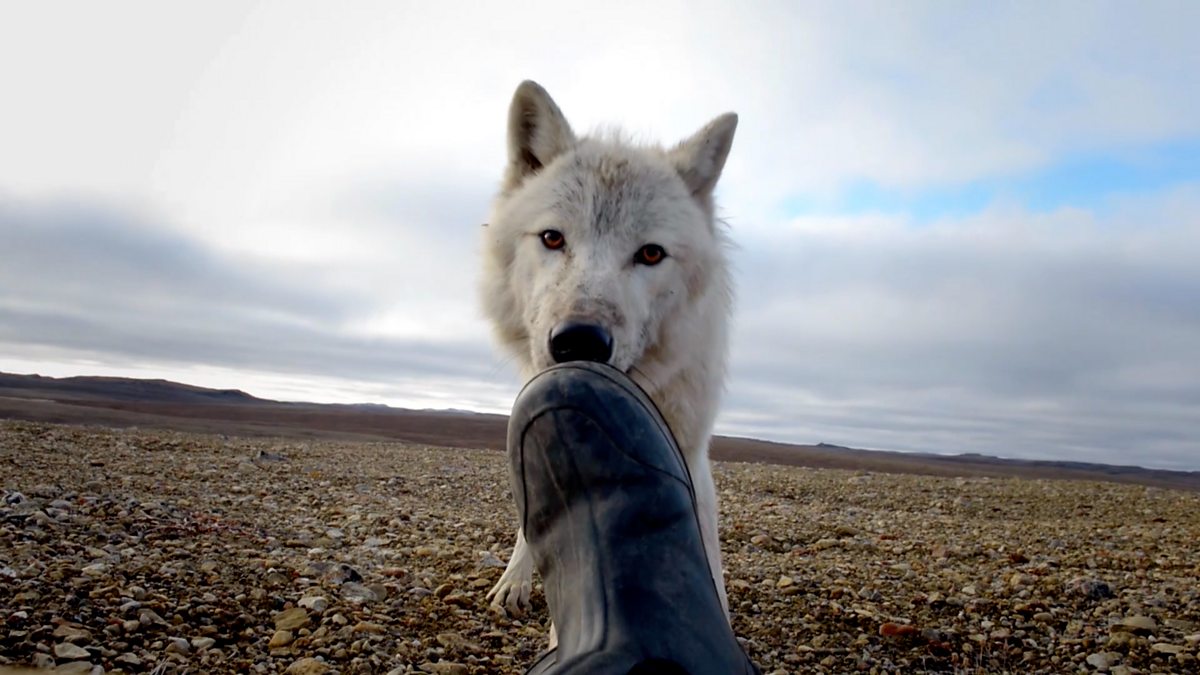 BBC Two - Snow Wolf Family and Me, Boot sniffing wolf