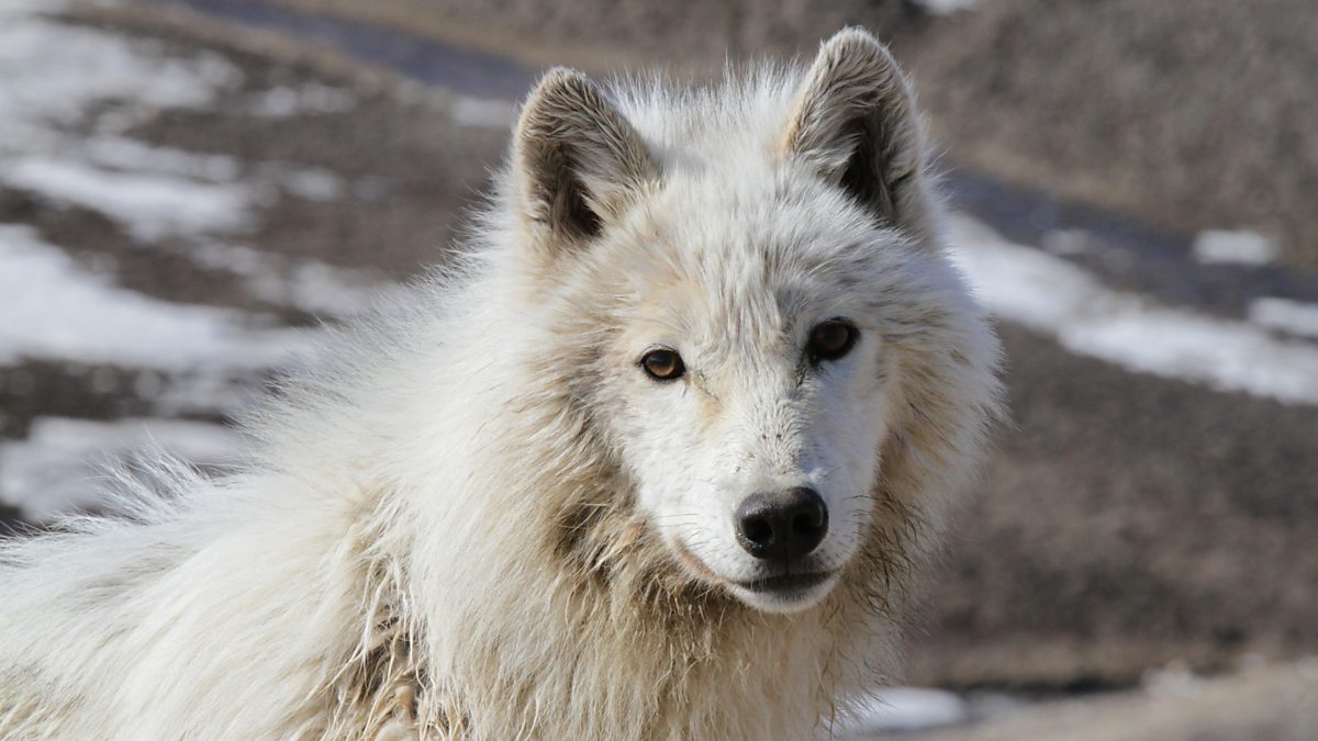 BBC Two - Snow Wolf Family and Me - Atka