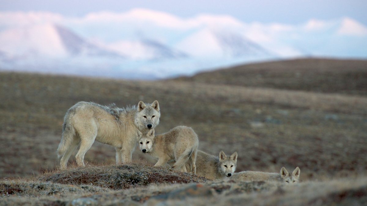 BBC Two - Snow Wolf Family and Me, Ellesmere Island