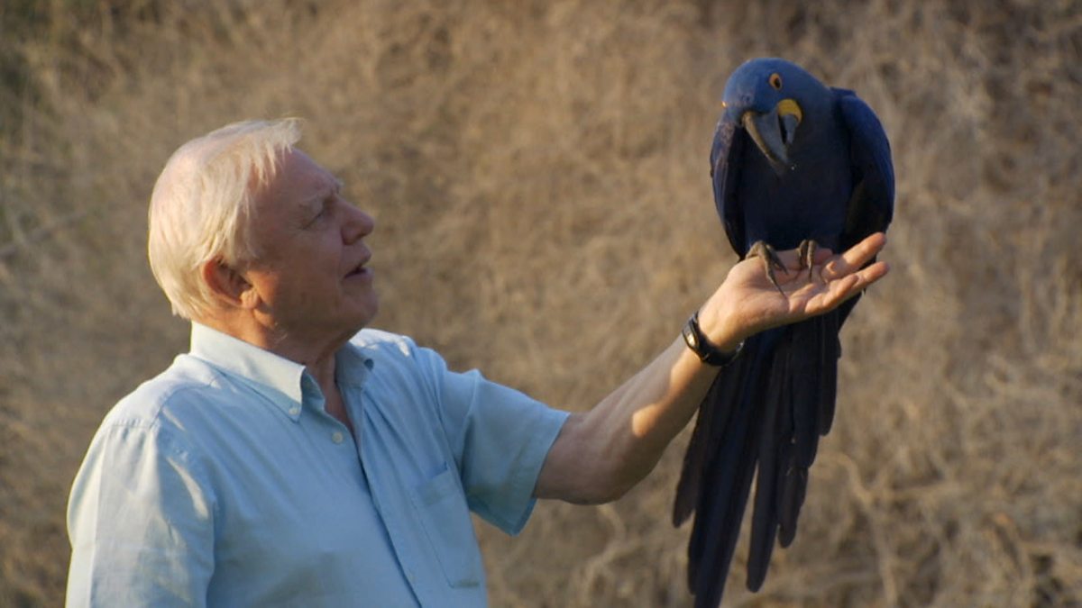 Bbc Two Attenboroughs Paradise Birds David Attenborough Encounters