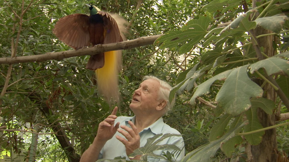 BBC Two - Attenborough's Paradise Birds, Web exclusive: Attenborough