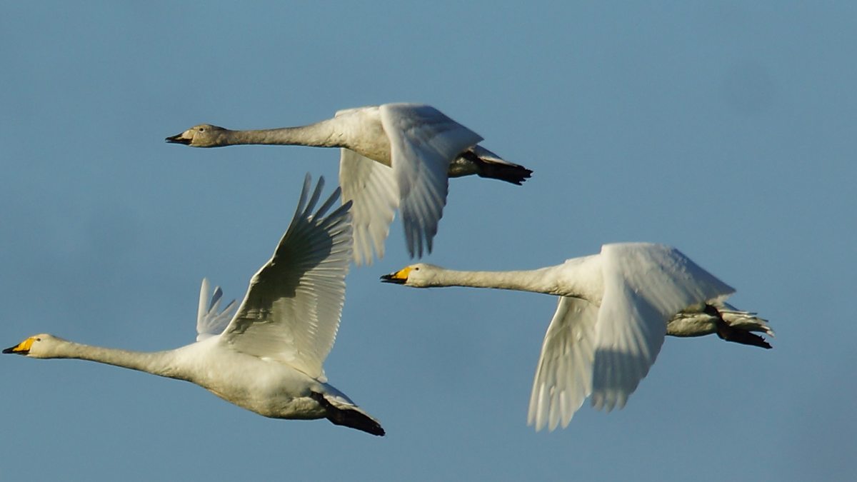 BBC Radio Ulster - Your Place and Mine, Swans of Lough Erne