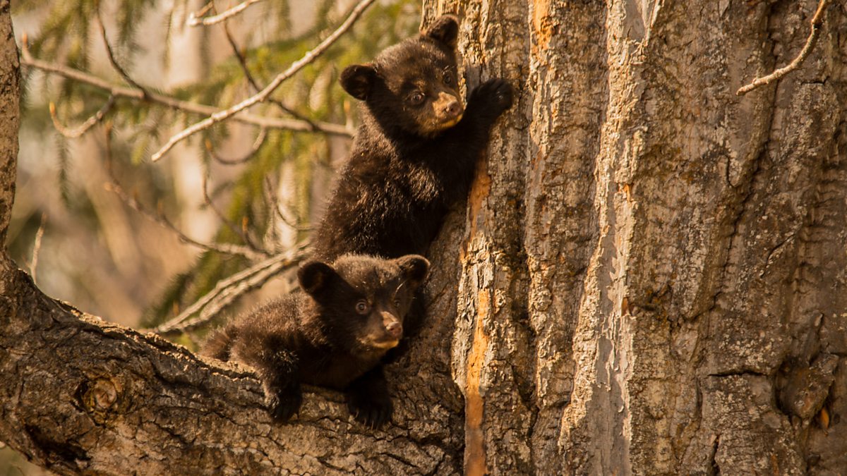 Bbc Two - Black Bear Cubs - Alaska: Earth's Frozen Kingdom, Spring - In 