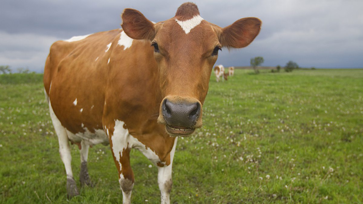 BBC Blogs The Archers Brookfield’s ‘openair dairy’