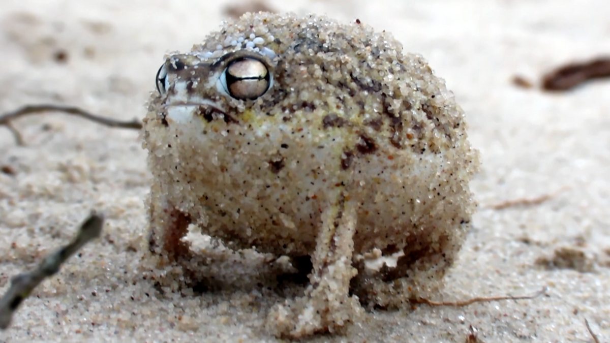 BBC One Super Cute Animals, The sonorous war cry of an angry frog