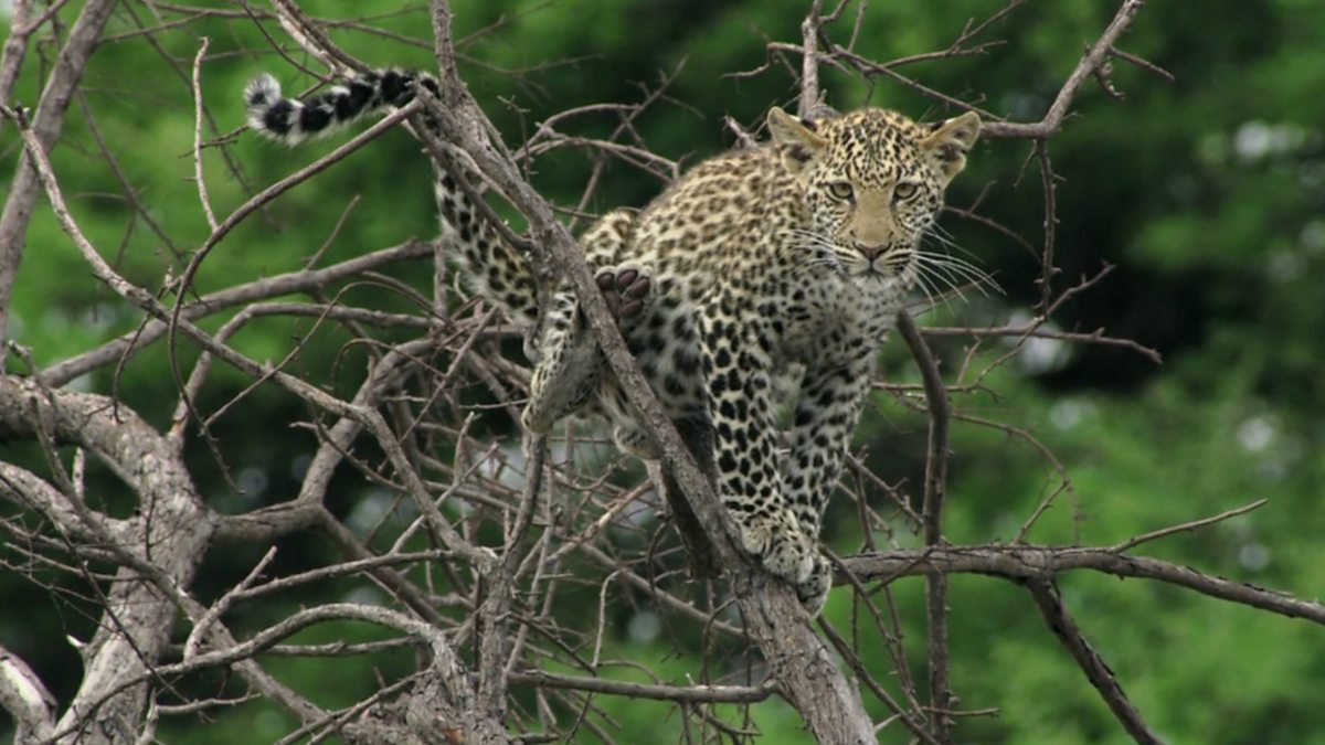 BBC Two Natural World, 20152016, Africa's Fishing Leopards, Leopards