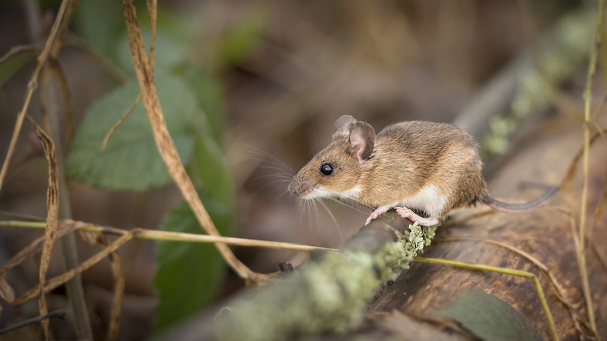 BBC Radio 4 Living World, The Wood Mice of Wytham