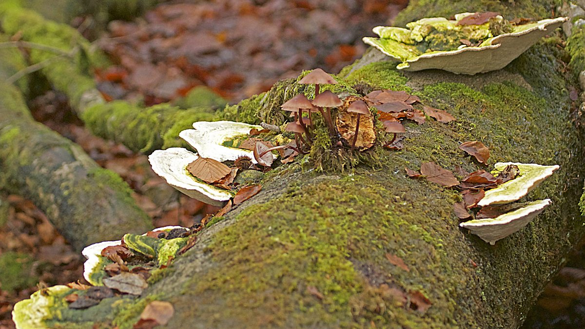 BBC Radio 4 - Living World, In Search of Giant Fungus