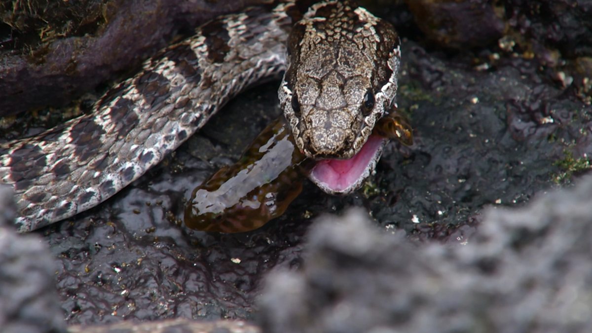 Filmed for the first time, a Galápagos racer snake hunting fish. 