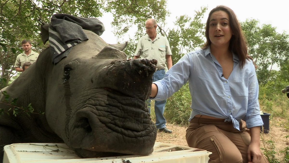 BBC News - Our World, Pioneering surgery on a rhino attacked by poachers