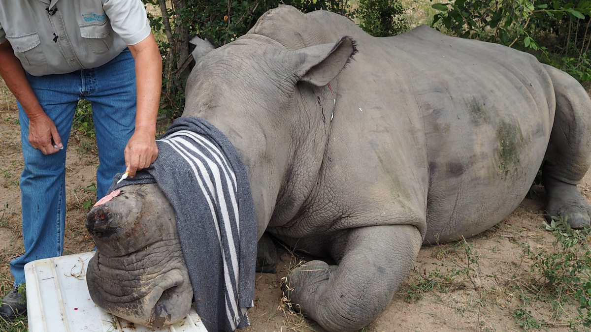 BBC World Service Newsday, The Cost of Rhino Horn for the Animals