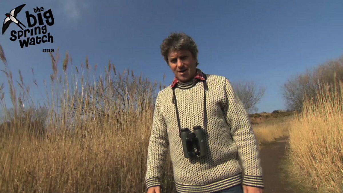 BBC Two - Springwatch, Swallows and the BIG Spring Watch
