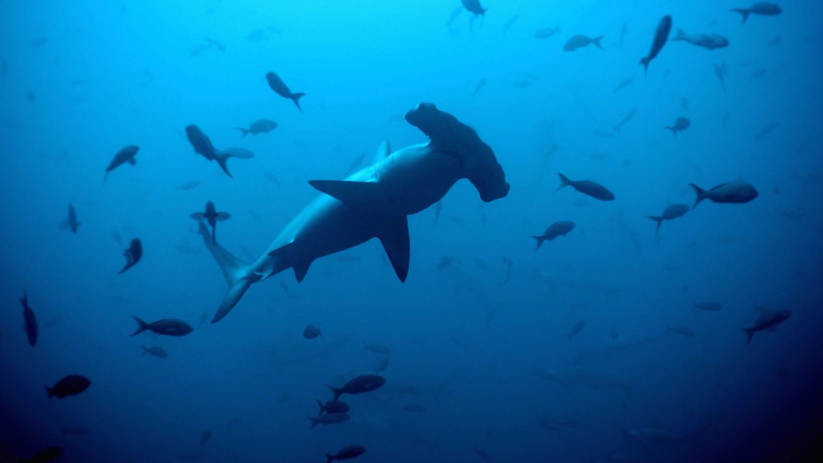 BBC One - Shark - Scalloped hammerhead shark