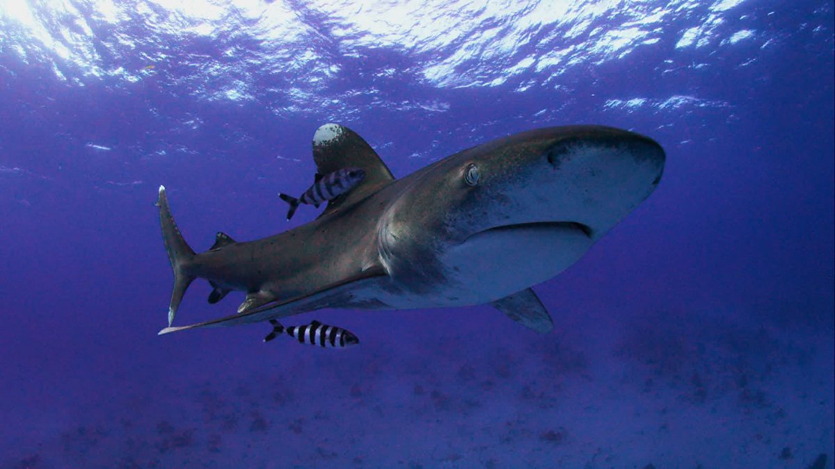 Глубоководная акула. Длиннокрылая акула. Длиннокрылая акула Википедия. Лонгиманус.