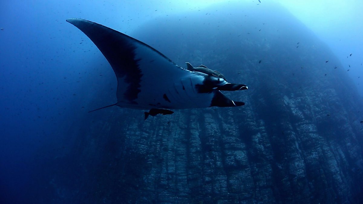 BBC One - Shark - Giant manta ray